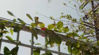 9-1-1 S09E17-HDTV-X264-NGP